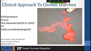 Clinical Approach to Chronic Diarrhea in Dogs and Cats