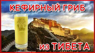 Кефирный гриб из Тибета - Kefir mushroom from Tibet