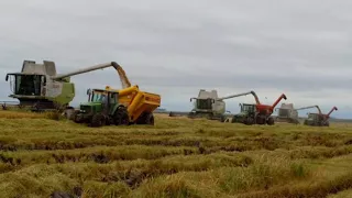 #Desdeellote 68: Ceagro, Arroz y carne en Corrientes con sabor brasilero