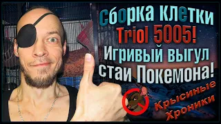 КРЫСИНЫЕ ИГРИЩА! 😲 Как правильно собрать высокую клетку Triol 5005. 🤨 Выгул крыс и.. 🐭 (Wild Rats) 🐭