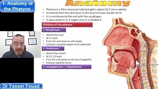 1  Anatomy of the Pharynx