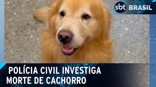 Polícia vai investigar morte de cachorro embarcado em voo errado da Gol | SBT Brasil (24/04/24)