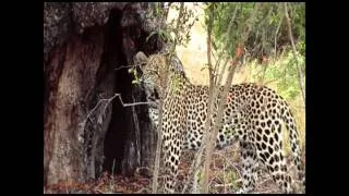 Leopards at the Mala Mala game reserve