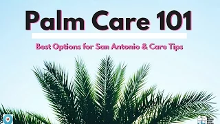 Palm Care 101