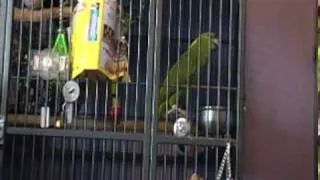 My Parrot Singing in French - Alouette