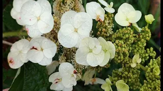 How to Prune Hydrangea quercifolia. Trish, The Gong Gardener.