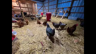 Keeping Chickens Warm During Extreme Cold | Tips For Cold Weather Comfort