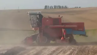 młucenie grochu 2022🚜📷bizon z056 i case ih 4230