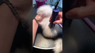 Tik Tok Chó Phốc Sóc Mini 😍 Funny and Cute Pomeranian​ 😍 OMG So Cute Dog Best Funny Cute Pomerania😘😘