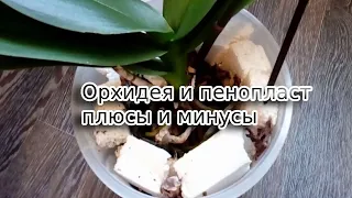 Пенопласт  и орхидеи.  Все плюсы и минусы .