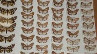 Amarillo College Natural History Museum: MICHAEL RAY EVANS BUTTERFLY AND MOTH COLLECTION