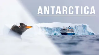 Wildlife Photography in Antarctica