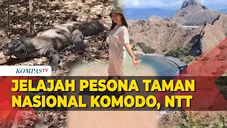 Jelajah Pesona NTT, Pulau Padar, Pink Beach, hingga Taman Nasional Komodo