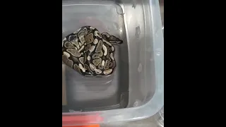 Snake Vs. Hamster