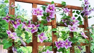 Support for clematis - DIY trellis for climbing plants
