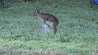 Paul's buck 3006 (Great reaction to a heart shot).