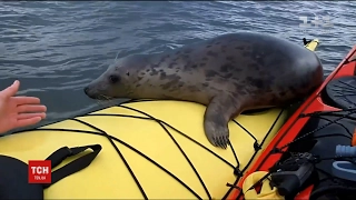 В Мережу потрапило відео, як допитливий тюлень плавав на байдарці