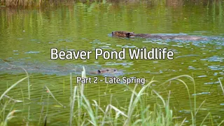 Beaver Pond Wildlife: Part 2 - Late Spring