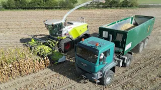 CLAAS JAGUAR 950 & JAGUAR 940 bei der Maisernte / Abfahrer MAN LKW & FENDT Flotte / 4K