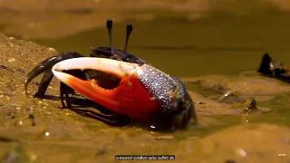 MANGROVES - The Beautiful Habitats on Earth | 2022 09 06 21 06 19