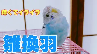 ついに雛換羽始まりました。パワフルに遊ぶピーちゃんすごすぎます。セキセイインコ中雛