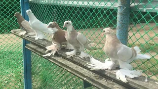 Агасиевские Бойные Голуби - Взлет и Посадка / Agasiev Pigeons ( Шваб Павел , Зуевка )