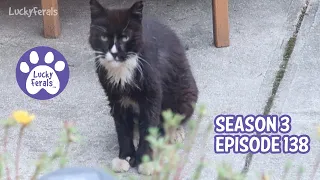 Brushing Hydrox, Mail Time, Sudoku For Cats - S3 E138