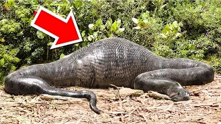 10 CRAZY THINGS FOUND INSIDE SNAKES