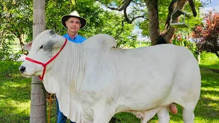 UMA BELA HISTÓRIA DE VIDA E A PAIXÃO PELO NELORE