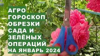 Агрогороскоп обрезки, зеленых операций в январе 2024 Agrohoroscope of garden pruning in January 2024