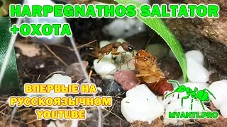 Harpegnathos saltator in Russia