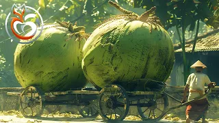 Coconut farms, How do farmers harvest millions of coconuts every day? | Farm documentary