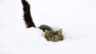 Смешные коты в снегу) (Funny Cats in Snow)