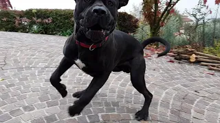 Young italian cane corso plays