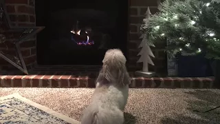 Puppy Anxiously Waiting For Santa