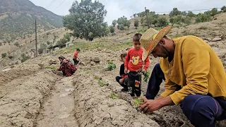 Planting vegetables on the farm. Babak starts his day by working on farmland #farmer