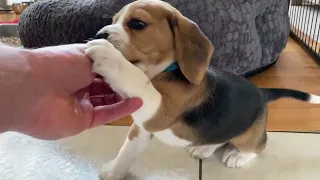 Cute beagle Puppy Barking & Howling