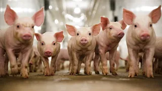Відгодівля свиней без преміксів в сільських умовах