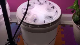 Making a $250 AeroGarden hydroponics system for just $50