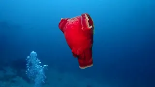 IT'S HUGE! Giant Slug Also called Spanish dancer