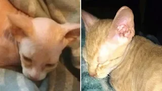 Scammer Is Shaving Kittens And Selling Them As Hairless Sphynx For A Steep Price