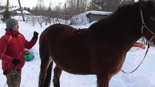 Обучение лошади онлайн. Horse Family. Ольга и Дар.Вологодская область