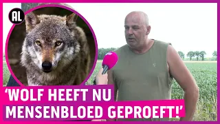 Wolf bijt boer en krijgt kogel: 'Een moordlustig dier!'