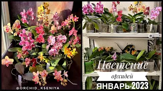 Зимнее цветение орхидей на стеллаже и подоконнике | Январь 2023 | Пик цветения фаленопсисов | Обзор