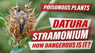 DATURA STRAMONIUM - Top Poisonous Plant in the World