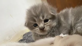 Cute and beautiful kittens//Anak kucing lucu sekali