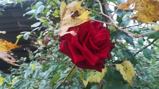 Роза Чёрная Магия, морозник, молочай - эуфобия - Радуга, анемона - прогулка по саду в тёмные времена