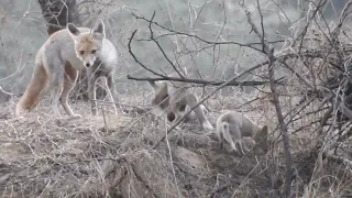 Family Rescues Baby Fox In Their BackyardAnd Reunites Him With Mom | The DodoThe Dodo |nature |world