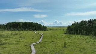 Экологическая тропа «Сестрорецкое болото»/ Ecological trail "Sestroretsk swamp"