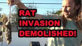 Dogs DEMOLISH Rat Invasion in MINUTES!!!
